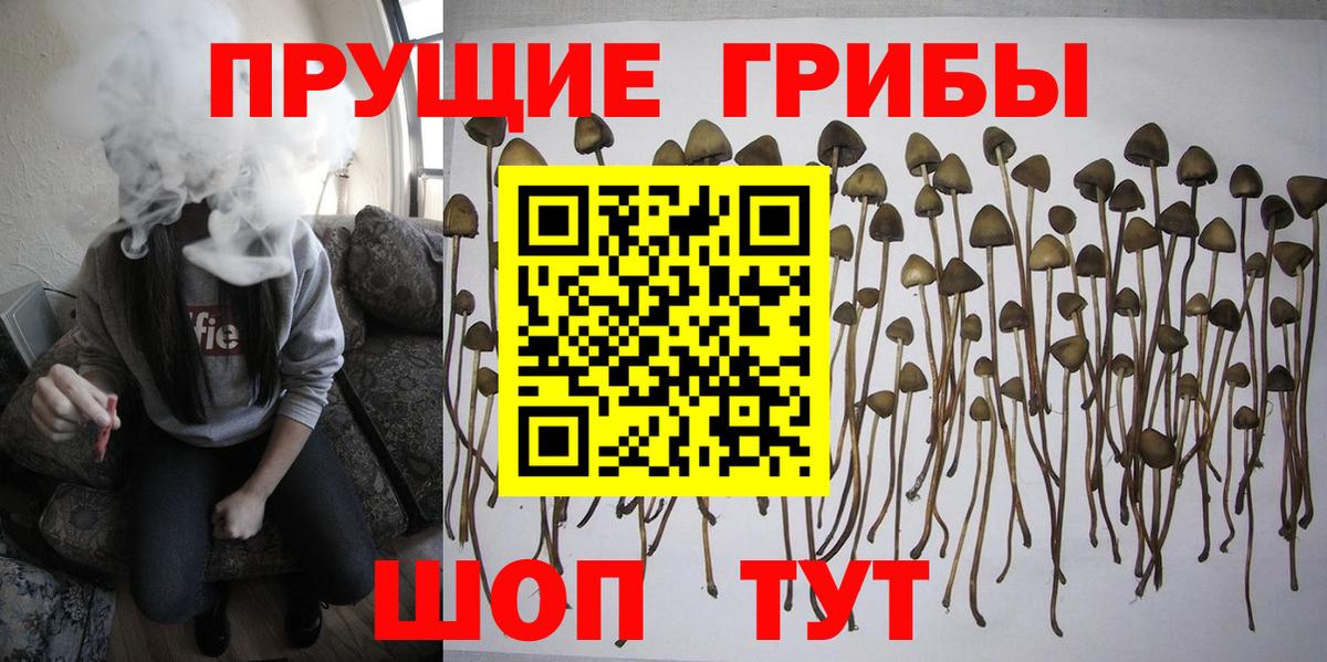 Псилоцибиновые грибы Psilocybe Грязи